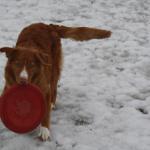 River after finding the Frisbee buried in the snow!
